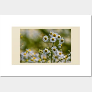 English Wild Flowers - Chamomile Posters and Art